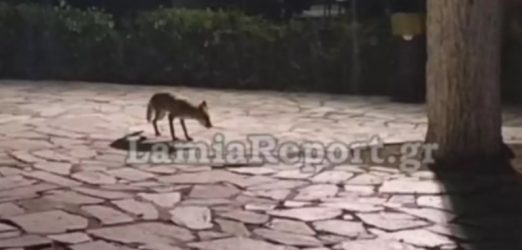Λαμία: Αμέριμνη βόλτα έκανε μία αλεπού έξω από τον Αγιο Λουκά (ΒΙΝΤΕΟ)