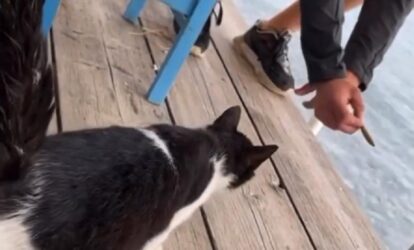 Εικόνες ντροπής: Δελέασε γάτα με φαγητό και την κλώτσησε στη θάλασσα (ΒΙΝΤΕΟ)