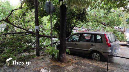 πτώση δέντρων Θεσσαλονίκη Τούμπα