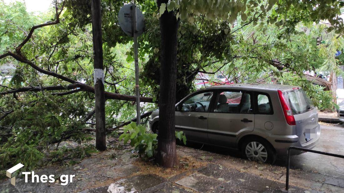 πτώση δέντρων Θεσσαλονίκη Τούμπα