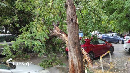 πτώση δέντρων Θεσσαλονίκη Τούμπα