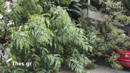 Θεσσαλονίκη: Επεσαν δέντρα λόγω του αέρα σε Τούμπα και Καλαμαριά