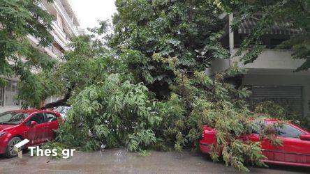 Θεσσαλονίκη: Επεσαν δέντρα στην Τούμπα – Ζημιές σε οχήματα (ΒΙΝΤΕΟ & ΦΩΤΟ)