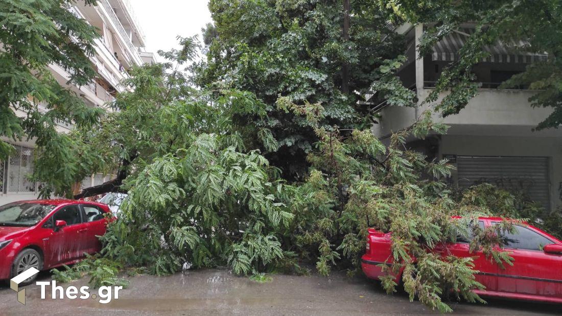 πτώση δέντρων Θεσσαλονίκη Τούμπα