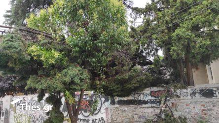 Θεσσαλονίκη: Δέντρα έπεσαν πάνω σε καλώδια της ΔΕΗ από την καταιγίδα (ΒΙΝΤΕΟ & ΦΩΤΟ)