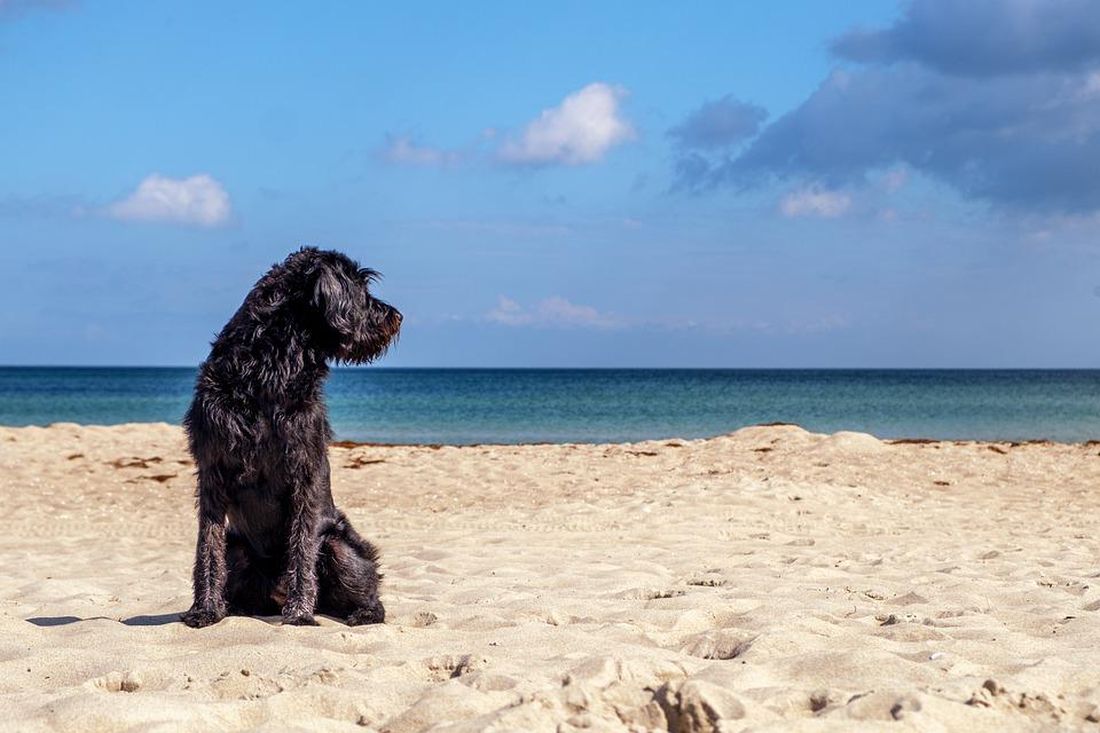 σκυλιά παραλία