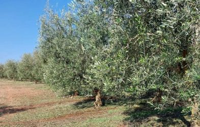 Καβάλα: Μεγάλες καταστροφές σε καλλιέργειες από το χαλάζι (ΦΩΤΟ)