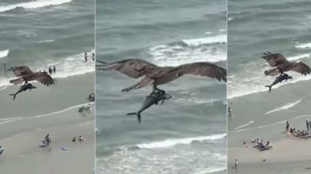 Μεγάλος αετός έπιασε καρχαρία και απομακρύνθηκε από την παραλία (ΒΙΝΤΕΟ)