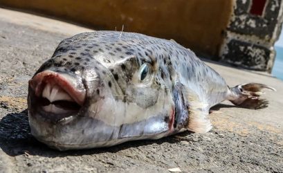 Εμφανίστηκαν τροπικά ψάρια στο Αιγαίο λόγω κλιματικής αλλαγής 