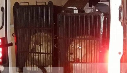 Στην Αλβανία τα 2 λιοντάρια και οι 2 τίγρεις που βρέθηκαν στον Προμαχώνα