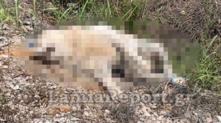  Φρίκη στη Στυλίδα: Έδεσαν και σκότωσαν ανυπεράσπιστο σκυλί 