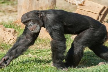Αττικό Ζωολογικό Πάρκο: Οργή στα social media για την θανάτωση του χιμπατζή