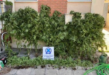 Ημαθία: Εξιχνιάστηκε υπόθεση με καλλιέργεια δενδρυλλίων κάνναβης (ΒΙΝΤΕΟ & ΦΩΤΟ)