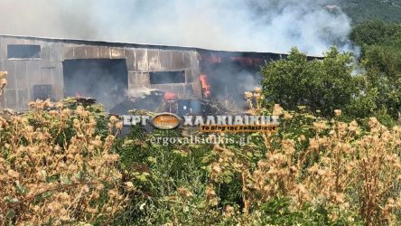 Χαλκιδική: Κάηκαν 150 ζώα σε μαντρί