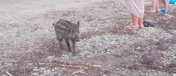Αγριογούρουνο επιτέθηκε σε κυνηγό στη Φθιώτιδα