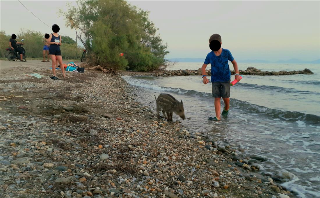 αγριογούρουνο