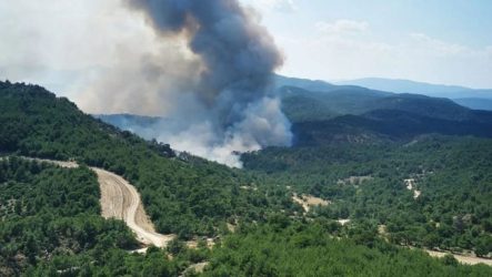 Εβρος: Η μάχη για το Εθνικό Πάρκο της Δαδιάς συνεχίζεται…