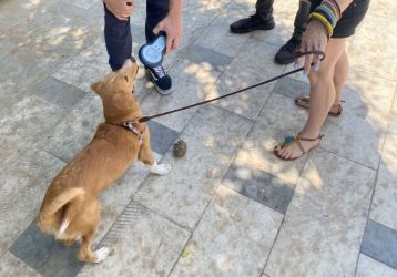 Θεσσαλονίκη: Ελεγχοι και πρόστιμα σε ιδιοκτήτες κατοικίδιων ζώων (ΦΩΤΟ)