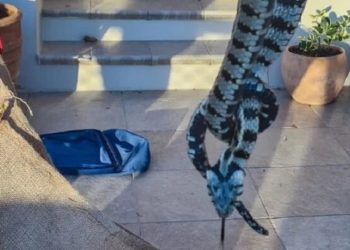 Νάξος: Ανοιξε την πόρτα του σπιτιού του και αντίκρισε ένα μεγάλο φίδι (ΦΩΤΟ)