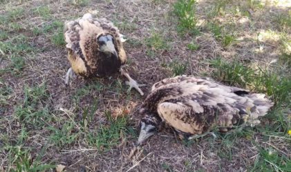 Φωτιά στη Δαδιά: Απομακρύνθηκαν προληπτικά νεοσσοί σπάνιου είδους γύπα Ασπροπάρη