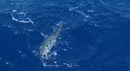 Γεμάτη με λαγοκέφαλους η θάλασσα της Ρόδου (ΒΙΝΤΕΟ)