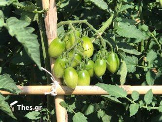 5 μυστικά για να καλλιεργήσετε ντοματίνια στον κήπο σας (ΒΙΝΤΕΟ)