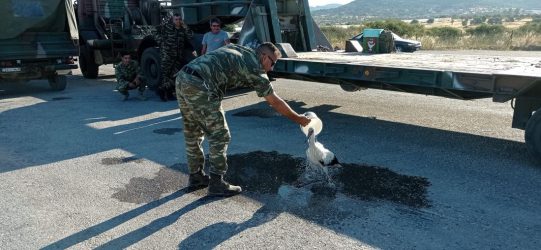 Λέσβος Πελεκάνος