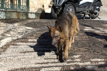 Σκύλος επιτέθηκε σε 8 μηνών βρέφος στο Ηράκλειο