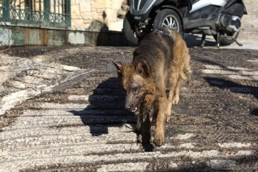 “Ραγίζει” καρδιές ο σκύλος με εγκαύματα στην Πεντέλη (ΦΩΤΟ)