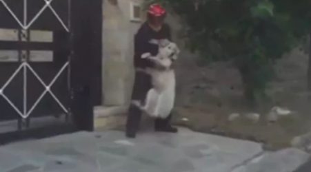 Φωτιά στην Πεντέλη: Εθελοντής έσωσε σκύλο που απειλούνταν από τις φλόγες (ΒΙΝΤΕΟ)