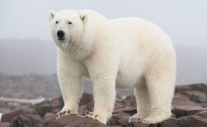 Πολική αρκούδα με κολλημένο κονσερβοκούτι στο στόμα πλησίασε ανθρώπους για βοήθεια (ΒΙΝΤΕΟ)