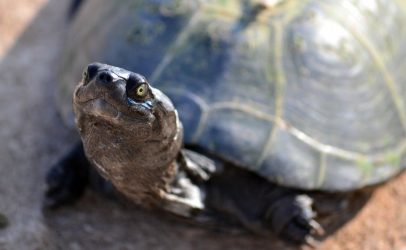 Θεσσαλονίκη: Νεκρή εντοπίστηκε χελώνα καρέτα-καρέτα