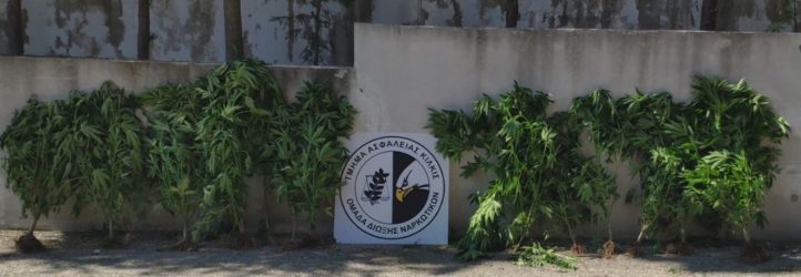 Σέρρες: Ανδρας καλλιεργούσε σε αγροτική περιοχή πάνω από δέκα δενδρύλλια κάνναβης (ΦΩΤΟ)