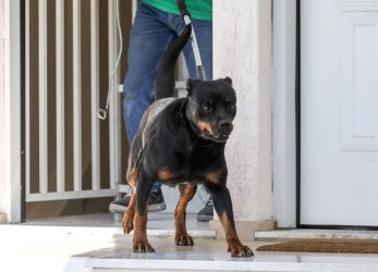 Στην ΜΕΘ ο 6χρονος που δέχθηκε επίθεση από ροτβάιλερ