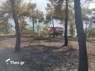 Ευρώπη: Ρεκόρ καμένων εκτάσεων από φωτιές στα δάση