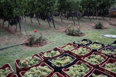 Θεσσαλονίκη: Δημοπρατούνται το Σάββατο (17/12) τα κρασιά του αστικού αμπελώνα