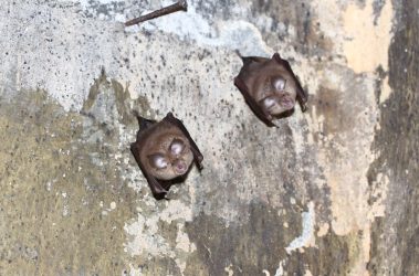 Βραδιά γνωριμίας με τις νυχτερίδες στο Αγγελοχώρι