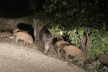 Κιλκίς: Κυνηγοί δώρισαν 300 κιλά κρέατος αγριογούρουνων σε συσσίτια