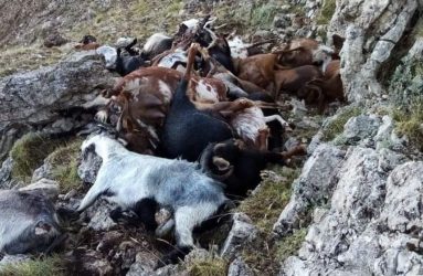 Αρκαδία: Κεραυνός σκότωσε κοπάδι με κατσίκες στο Αρτεμίσιο