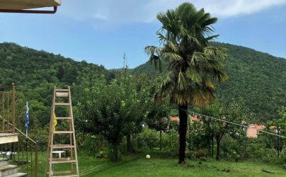 Χαλκιδική: Κεραυνός χτύπησε φοίνικα σε αυλή – Γλίτωσε στο τσακ μια γυναίκα (ΦΩΤΟ)
