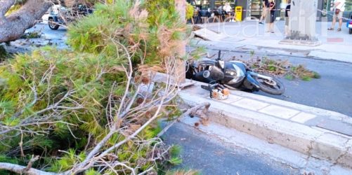 Βίντεο ντοκουμέντο με την πτώση του δέντρου στην Κρήτη που στοίχισε την ζωή στον 51χρονο
