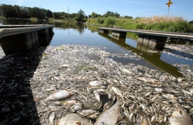 Με νεκρά ψάρια γέμισε ο ποταμός που διαρρέει Πολωνία και Γερμανία (ΒΙΝΤΕΟ)