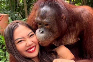 Ουρακοτάγκος σε ζωολογικό κήπο φίλησε επισκέπτρια και της έπιασε το στήθος (ΒΙΝΤΕΟ)