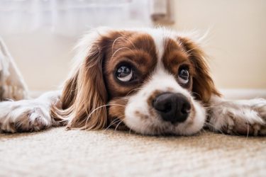 Σκυλιά: Γιατί δακρύζουν όταν ξανασμίγουν με τους… ανθρώπους τους