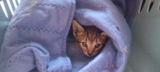 Κτηνωδία στην Θεσσαλονίκη: Κλώτσησε γατάκι δύο μηνών και του αποκολλήθηκε η γνάθος (ΦΩΤΟ)