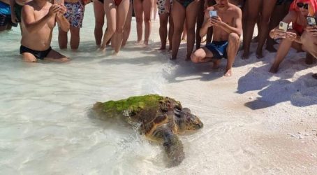 Θάσος: Χελώνα καρέτα-καρέτα γέννησε μπροστά σε τουρίστες (ΦΩΤΟ)