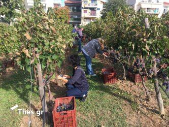 τρύγος αστικός αμπελώνας δήμος Θεσσαλονίκης