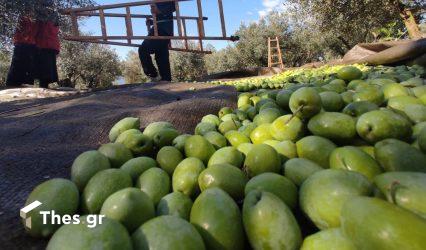 Σε αδιέξοδο οι ελαιοπαραγωγοί στη Χαλκιδική: Δεν αποκλείουν κινητοποιήσεις