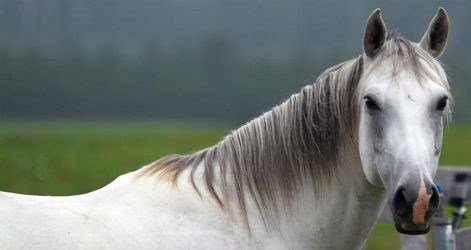 Χαλκιδική: Αφησε το άλογο του να υποφέρει κάτω από τον καυτό ήλιο