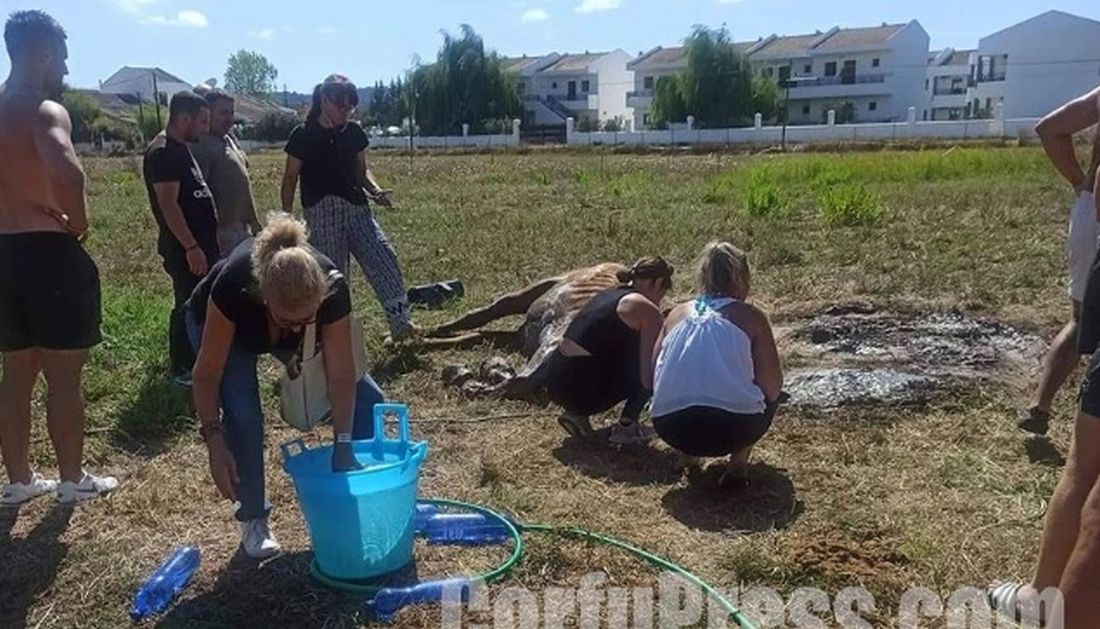 άλογο χωρίς νερό στην Κέρκυρα
